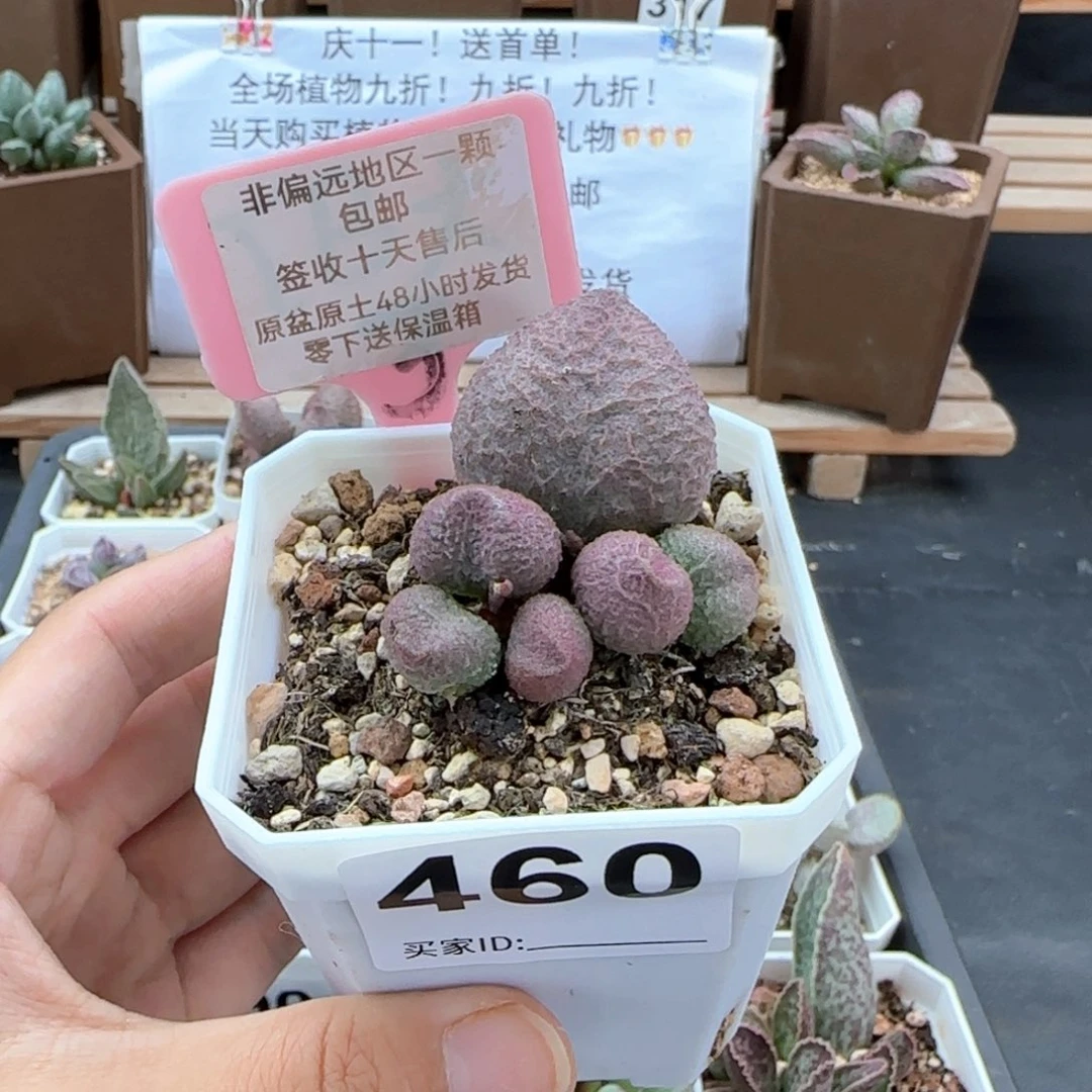 460水蜜桃多肉植物