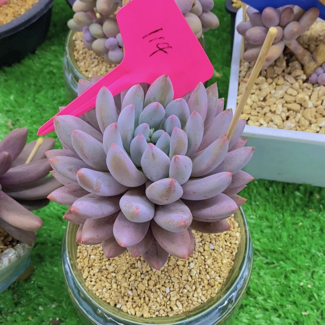 ?多肉植物，开心多肉