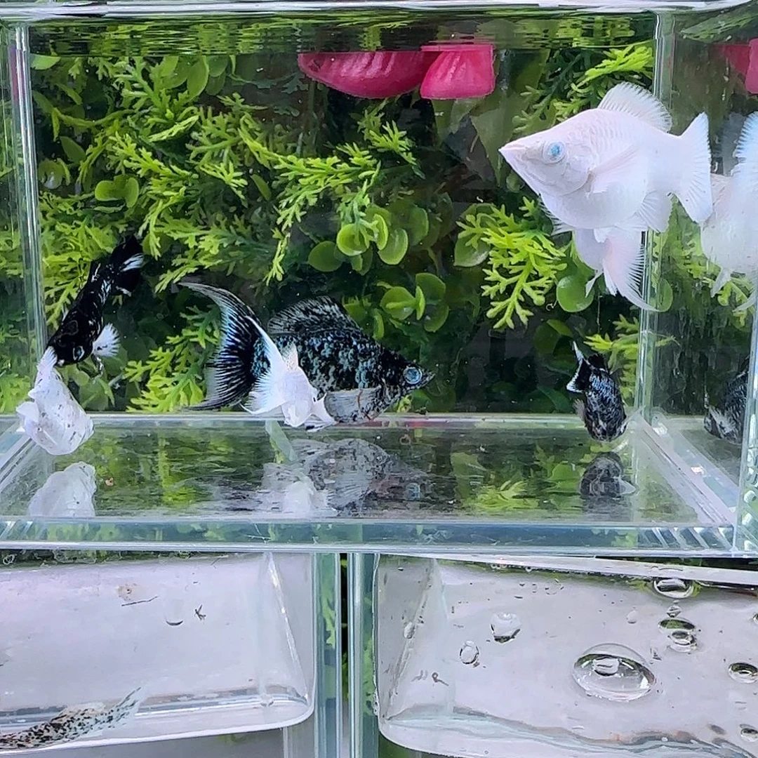 孔雀鱼钻石玛丽练手6送1