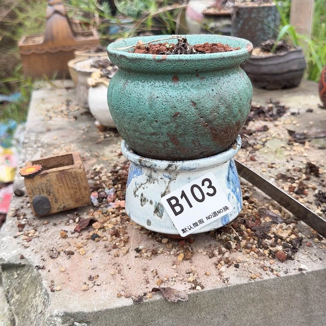 重庆小燕子欢迎大家103