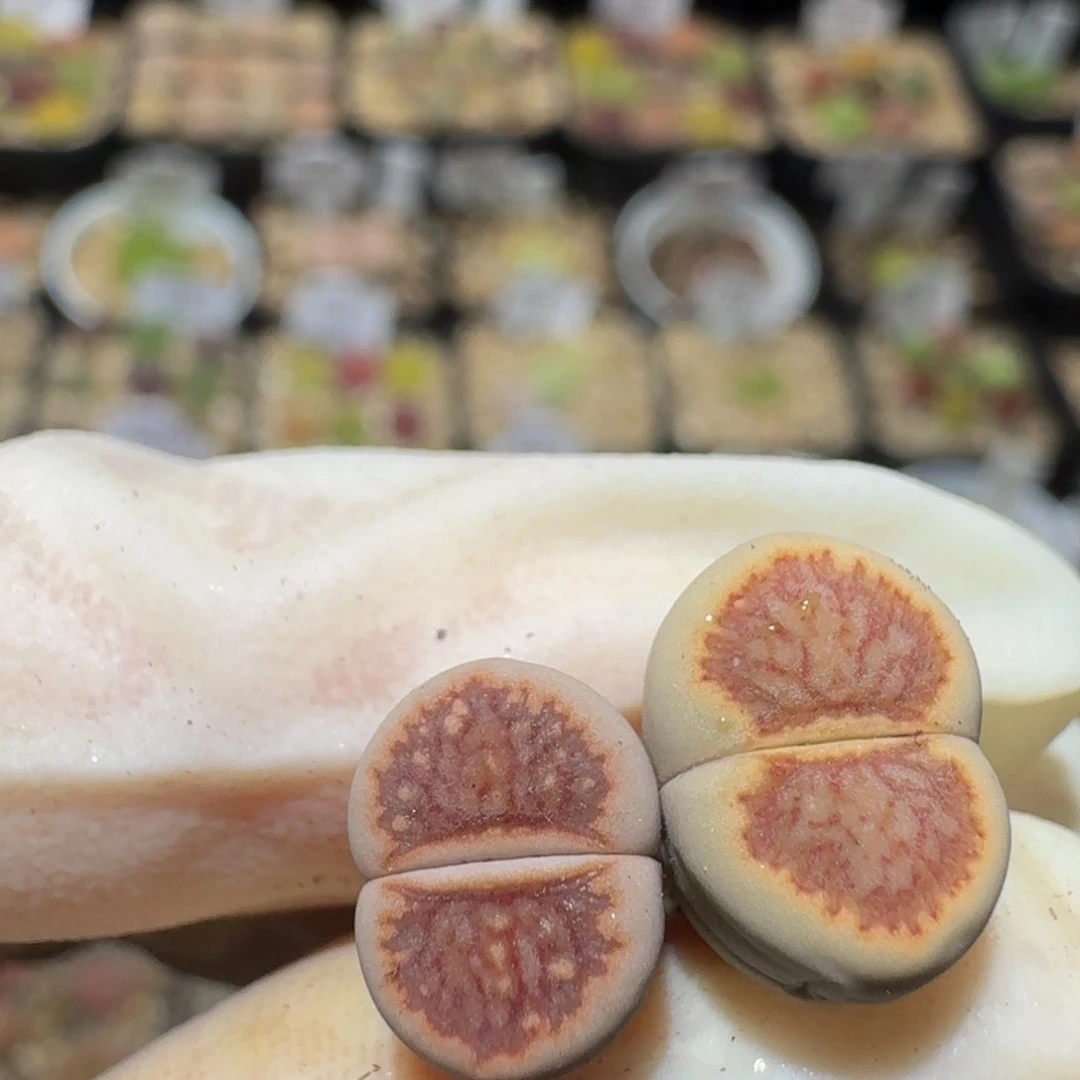 小***乖Ssss精品生石花604