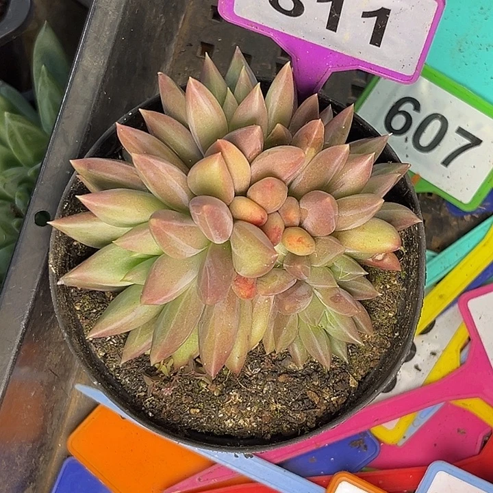 多肉植物水晶球811