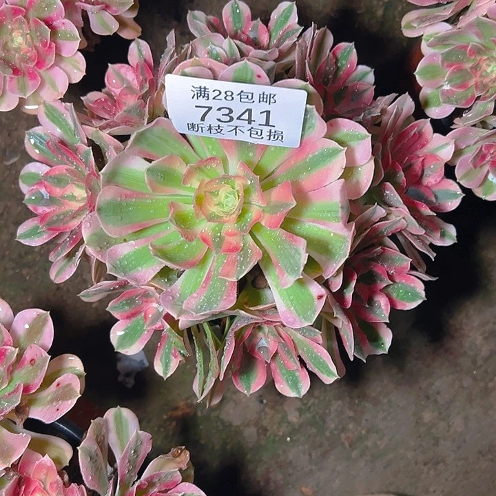 7341粉女巫多肉植物