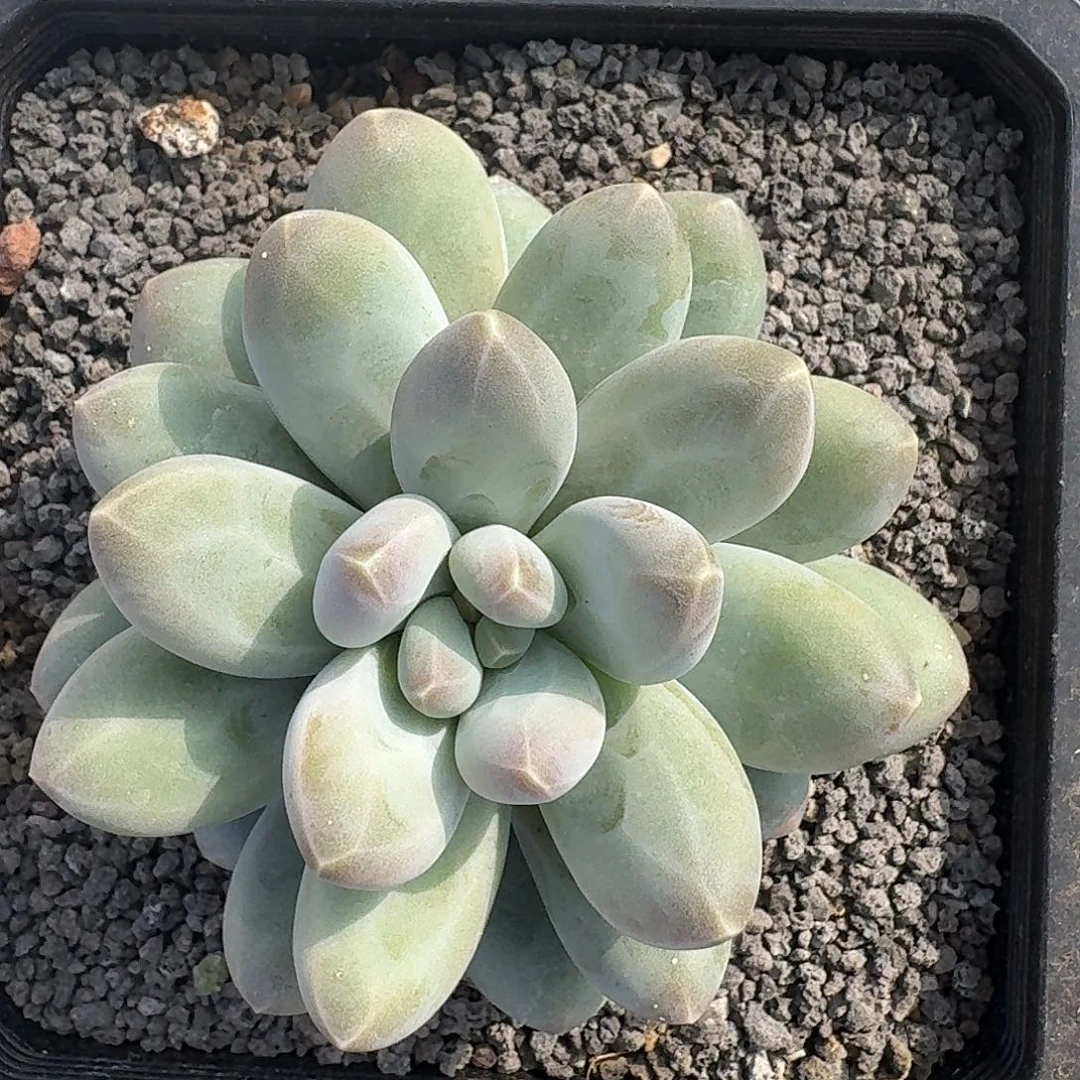 维珍美人。         多肉