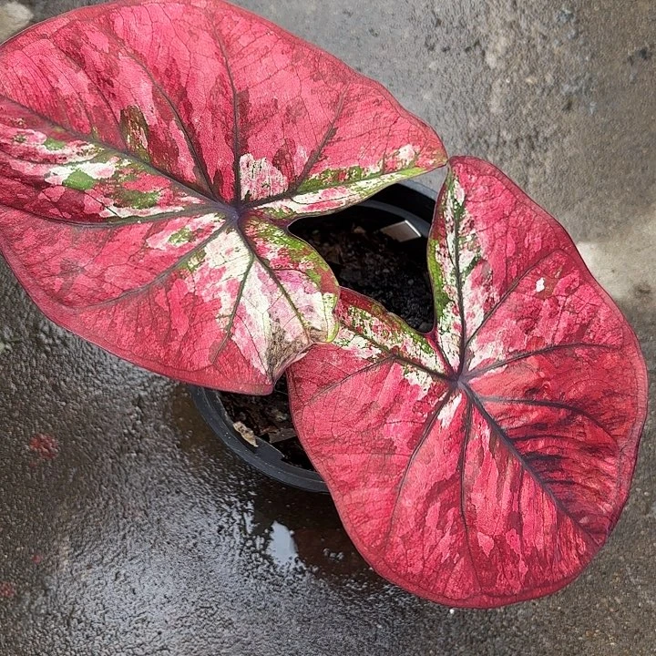 一****56-1030大红袍广东现货