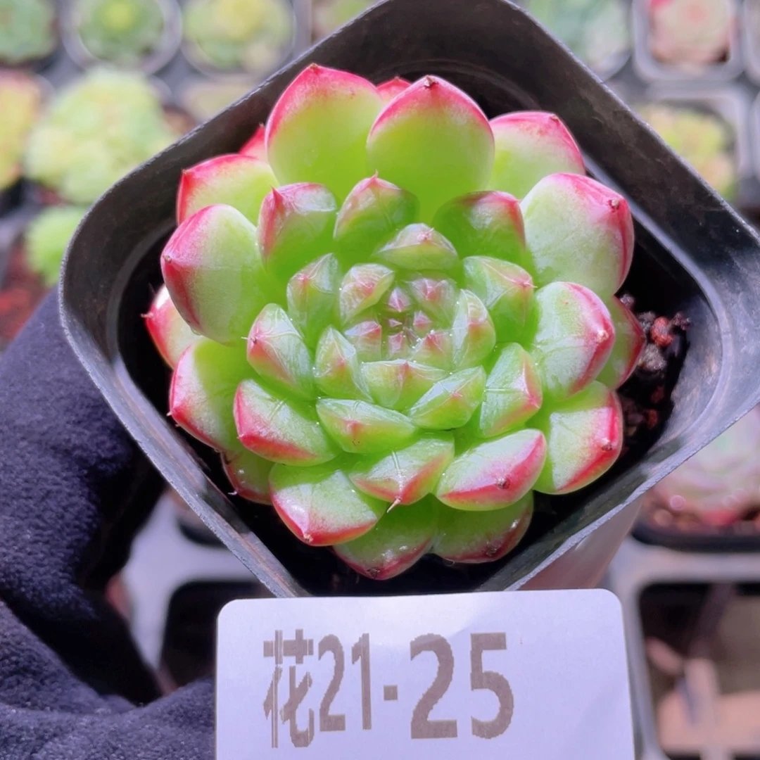 花利美21-25白桃汽水