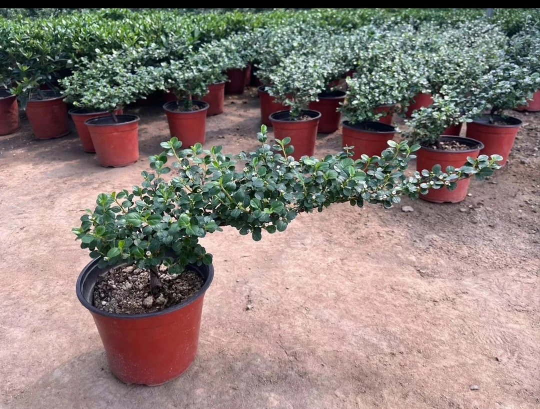 （造型红花荀子）飘枝常青开花结果荀子