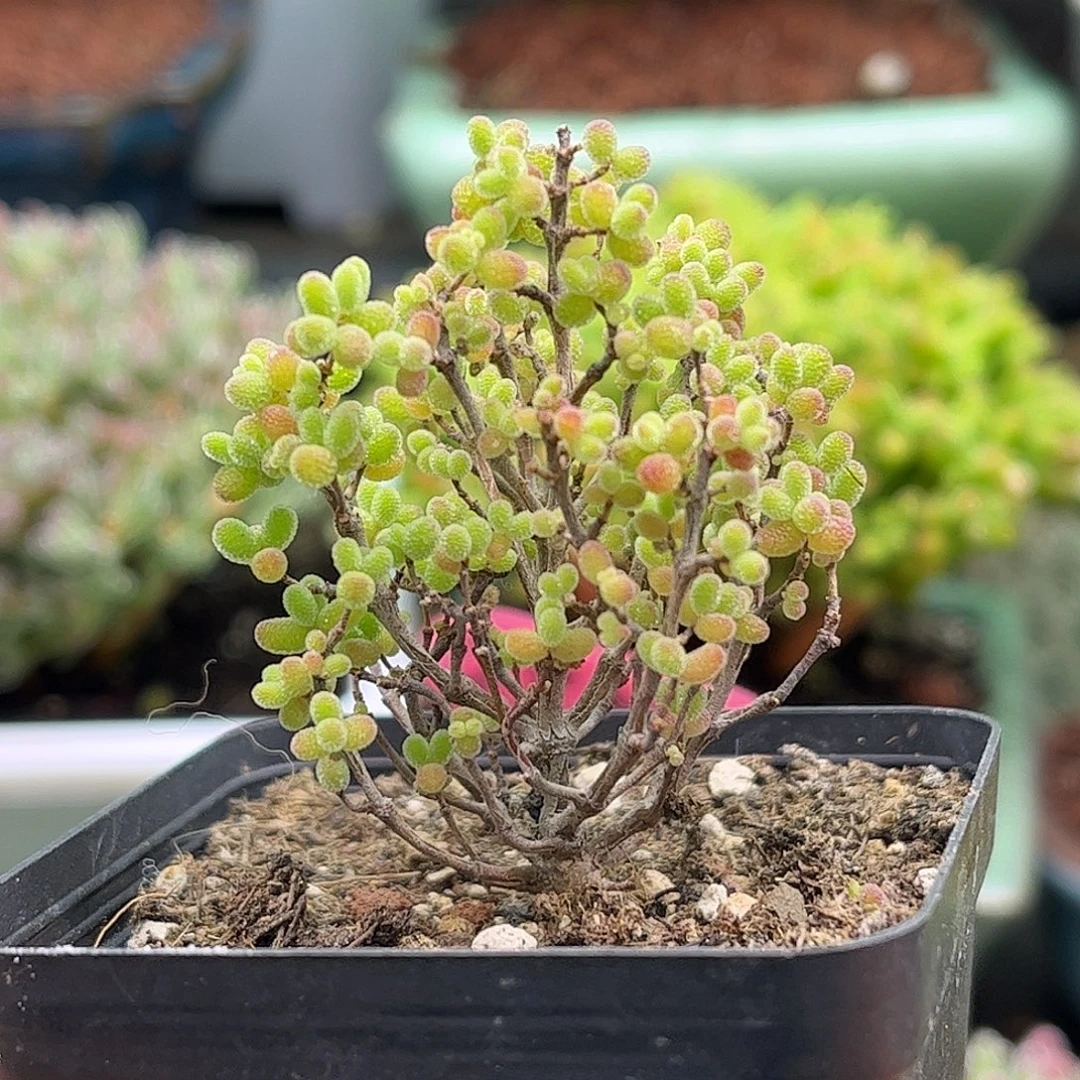 002蜜桔糖球优选枝干