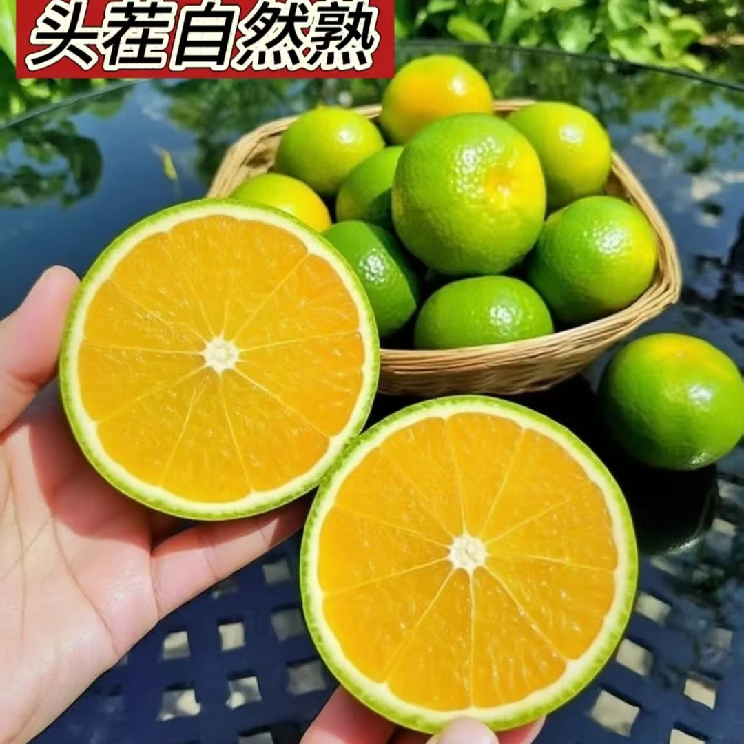 【云南哀牢山冰糖橙】【送开果器】现摘新鲜青皮薄皮多汁酸口应季水果