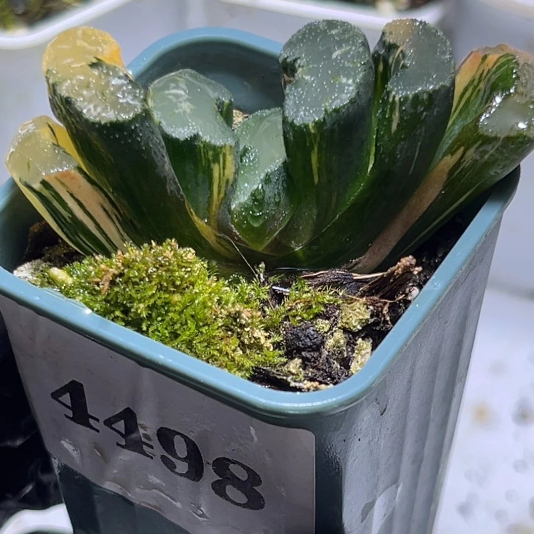 恭喜发财大吉大利4498