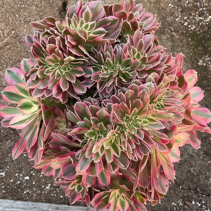 多肉植物缀化…………