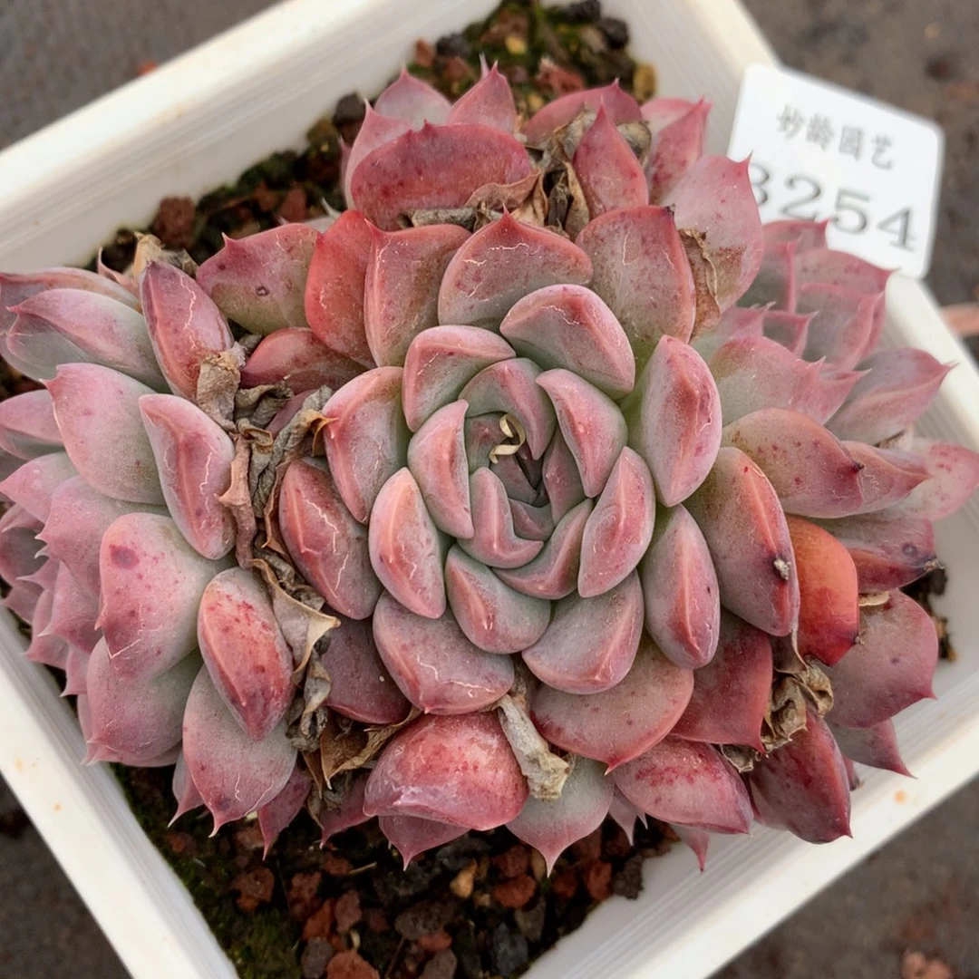 3254杂交多肉植物