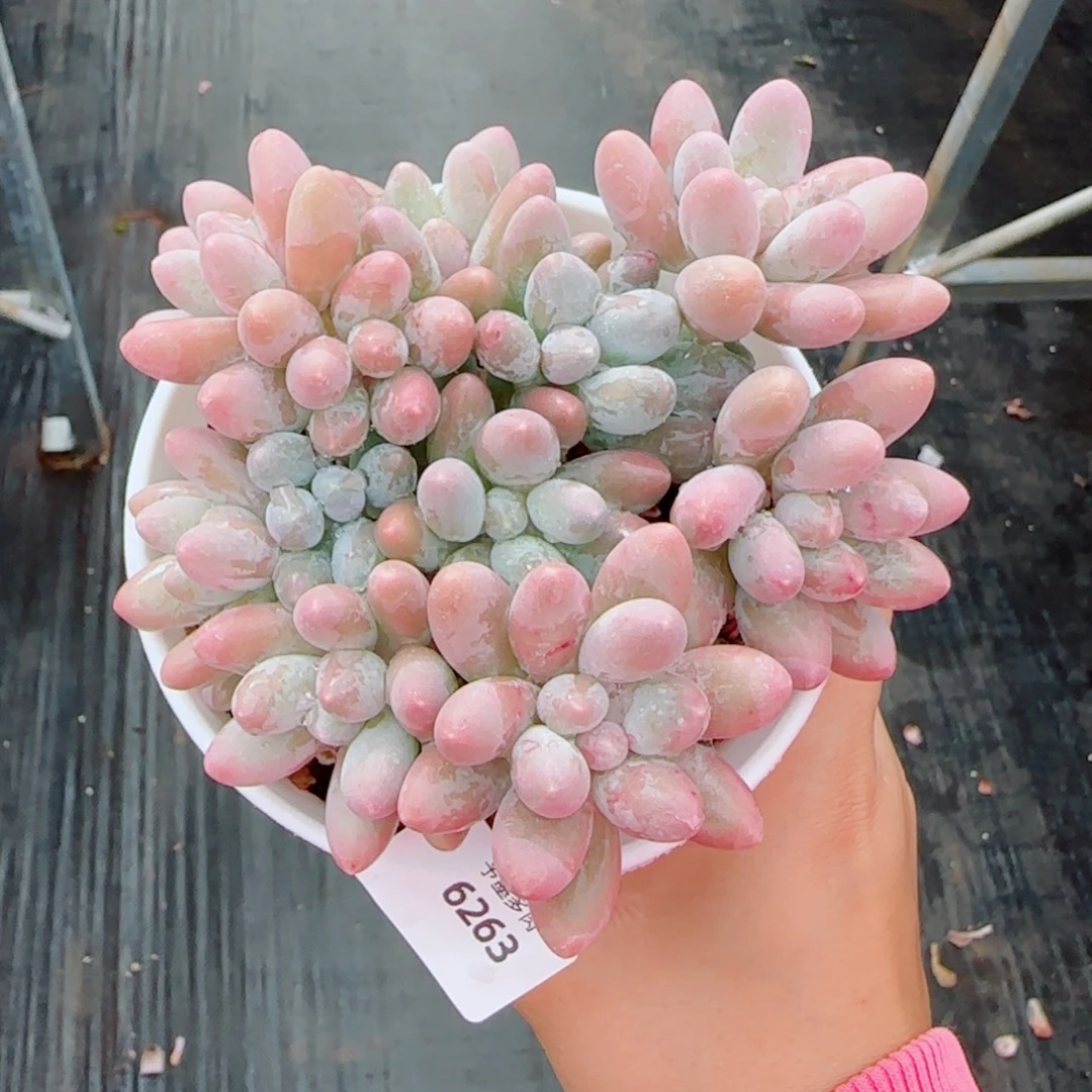 汤圆无砍，6263多肉植物