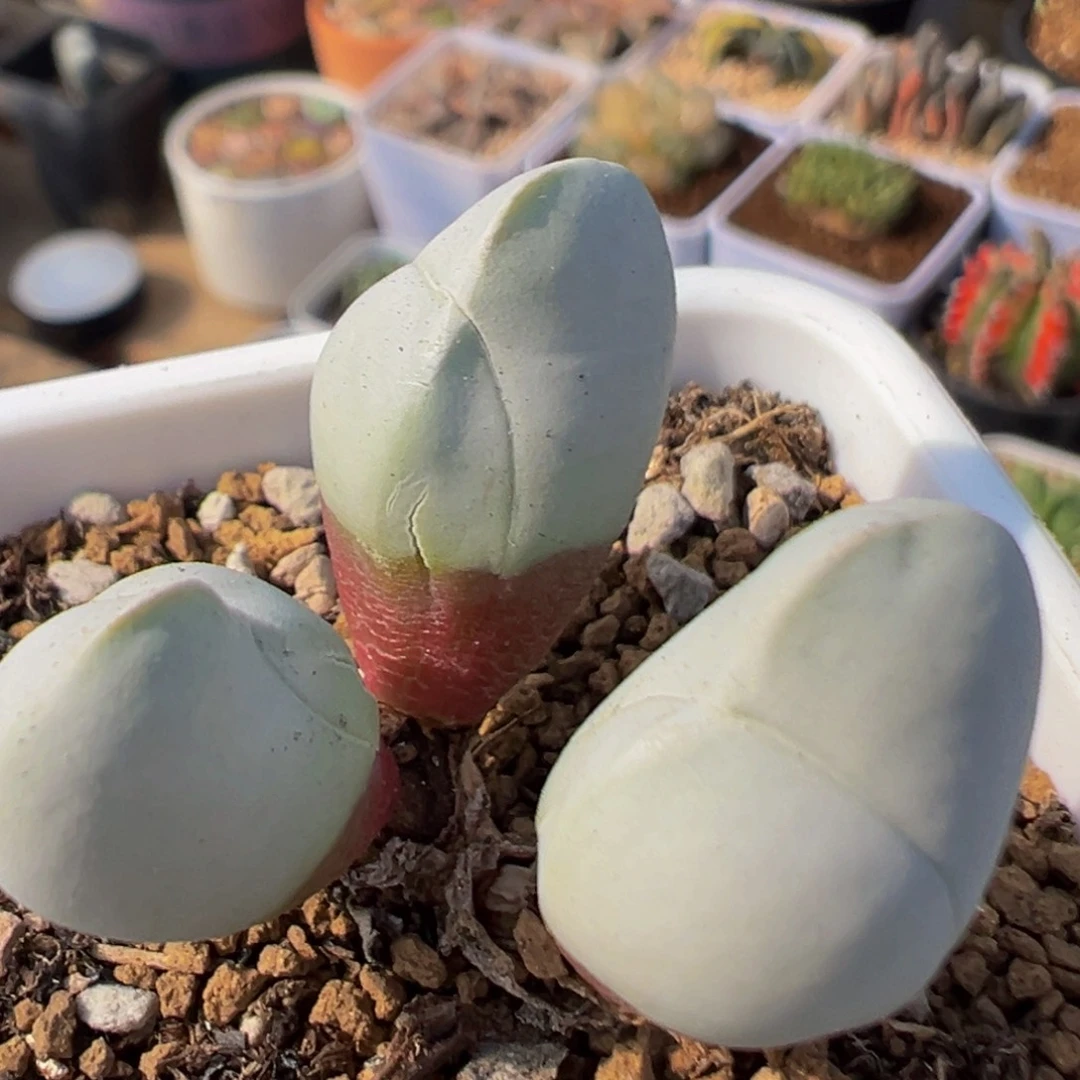 96多肉植物百科白魔