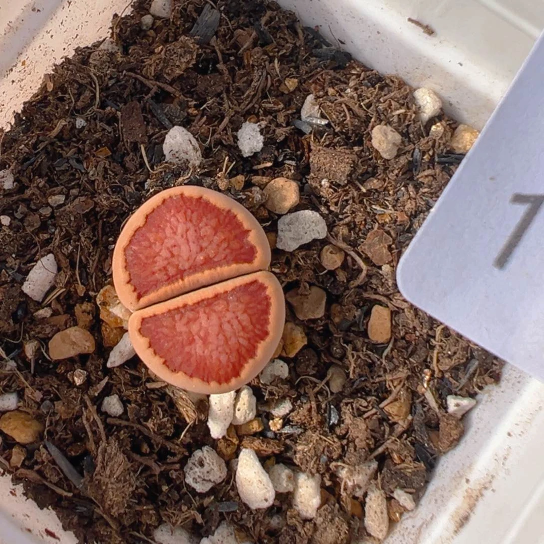 拾***姐14多肉植物百科知识