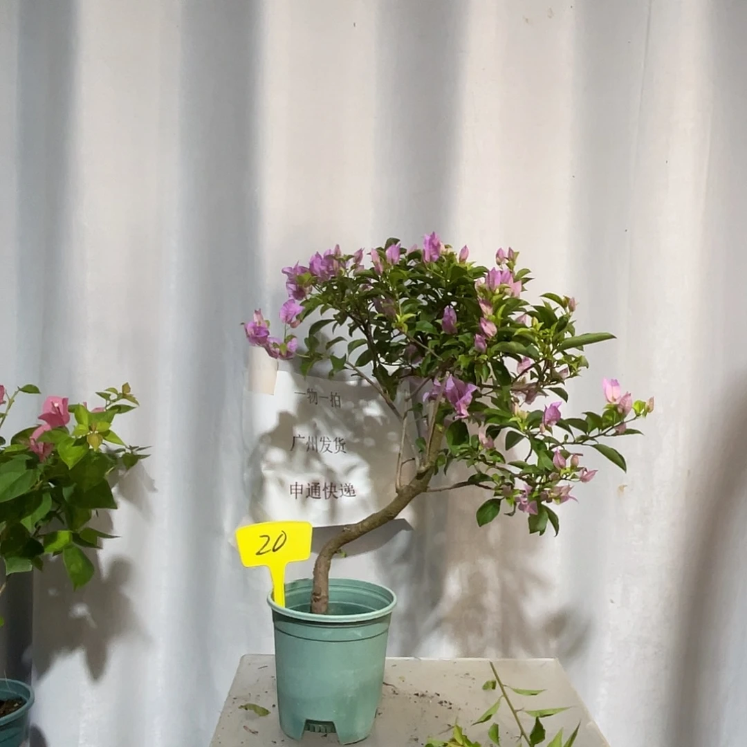 当前无花栽培后可以开花20巴西紫扦插