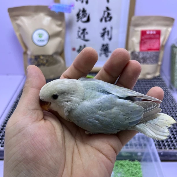 牡丹鹦鹉-金顶松熏公H82926