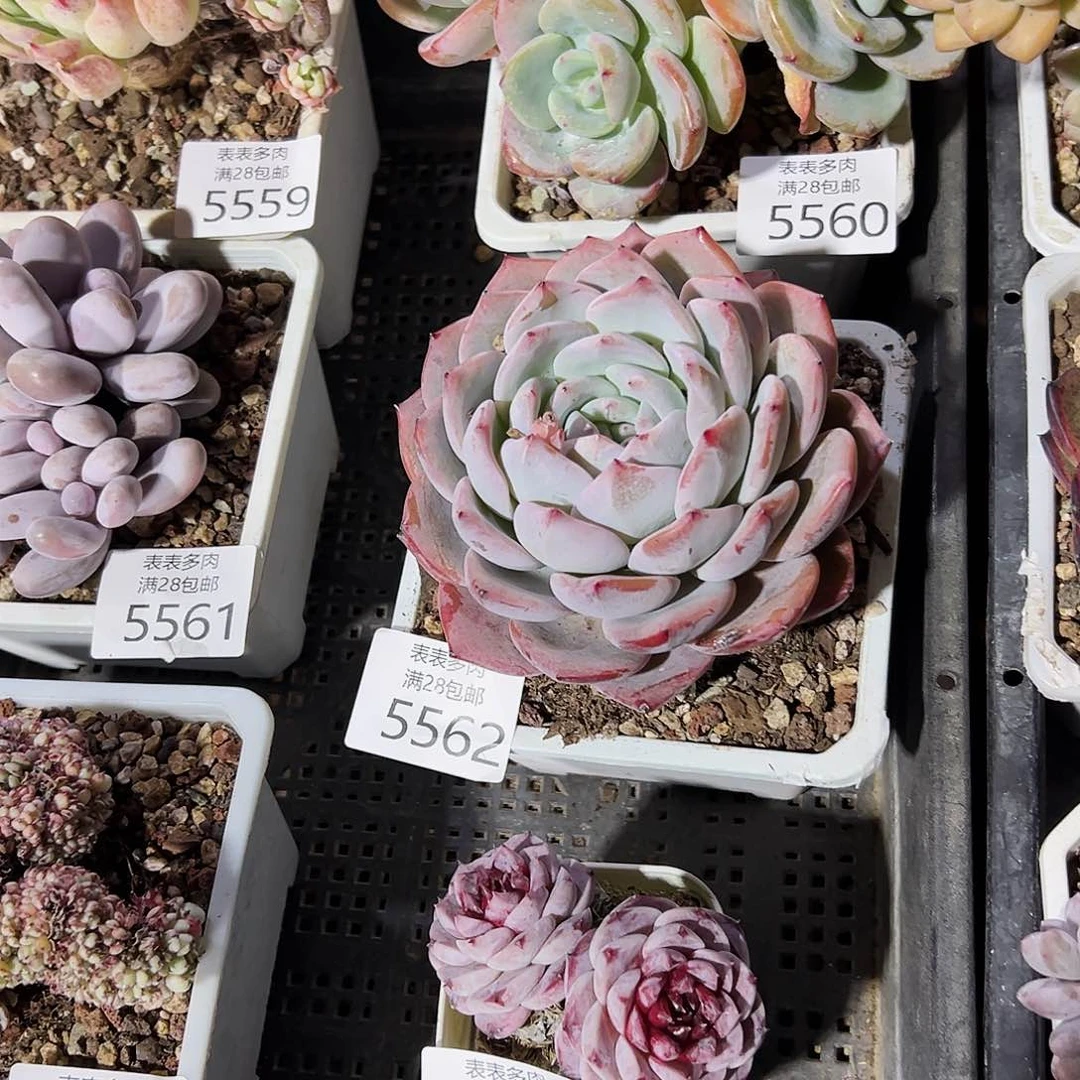 9号•*我们的确是一5562