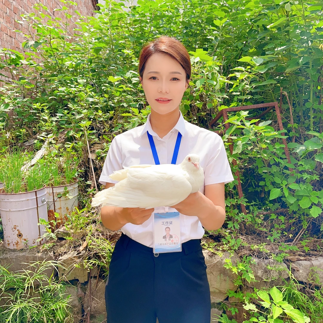 【助农现场】农家自养鸽子自愿购买 河南农村土特产