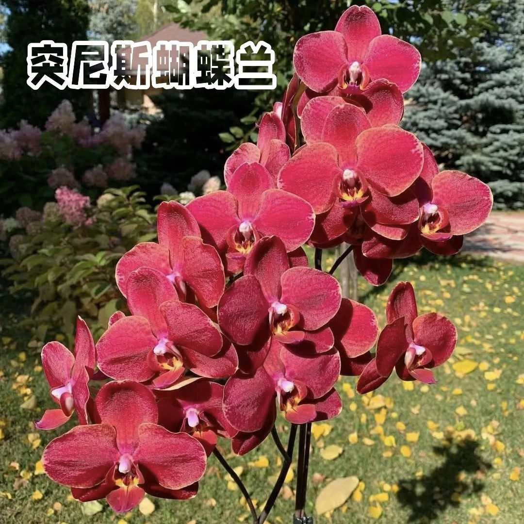 植趣花卉【突尼斯】欧品红色 花期超长3.5加高苗 部分出梗