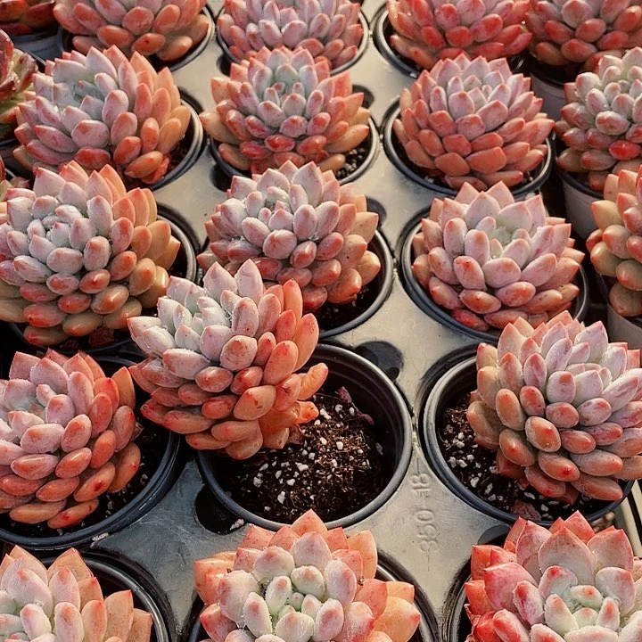 半夏15.8一盆654849494646