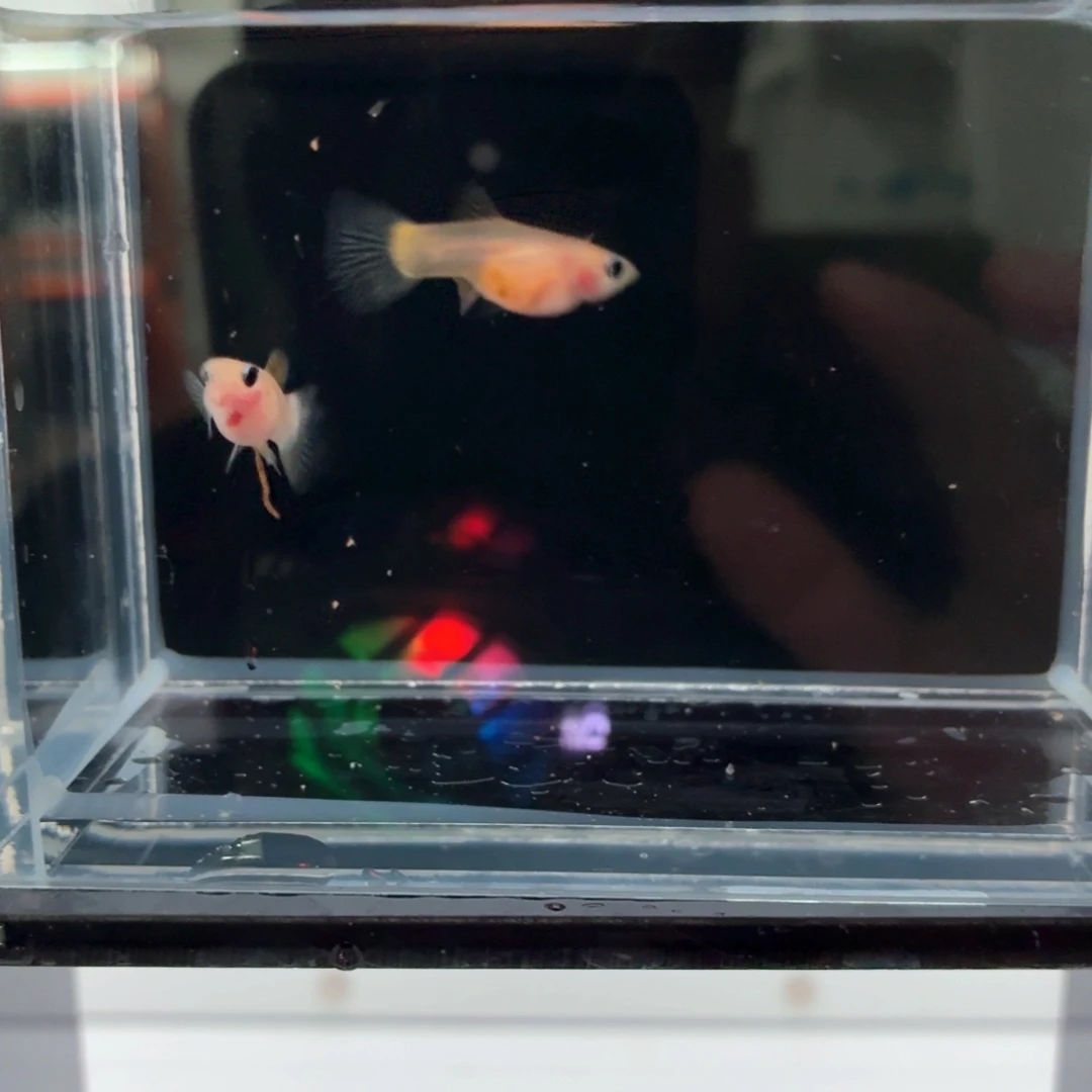 孔雀鱼幻彩粉猫一对（31）