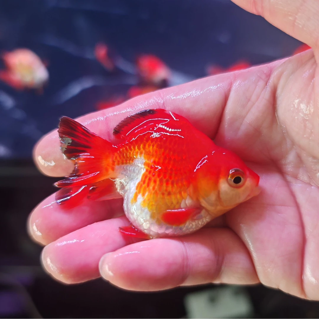 观赏鱼泰狮金鱼原泰F1亚成苗（私拍随机发货）