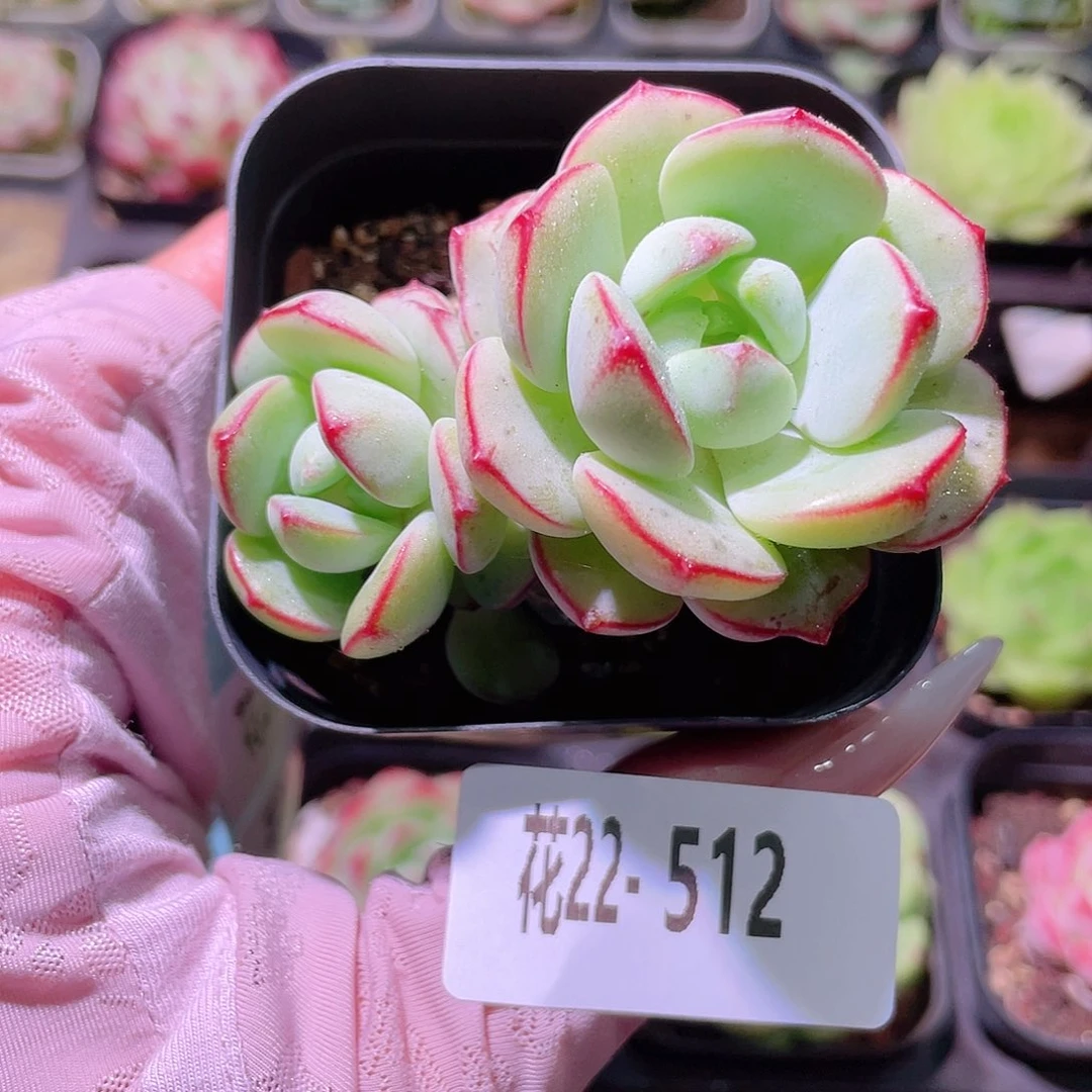 花利美22-512香草