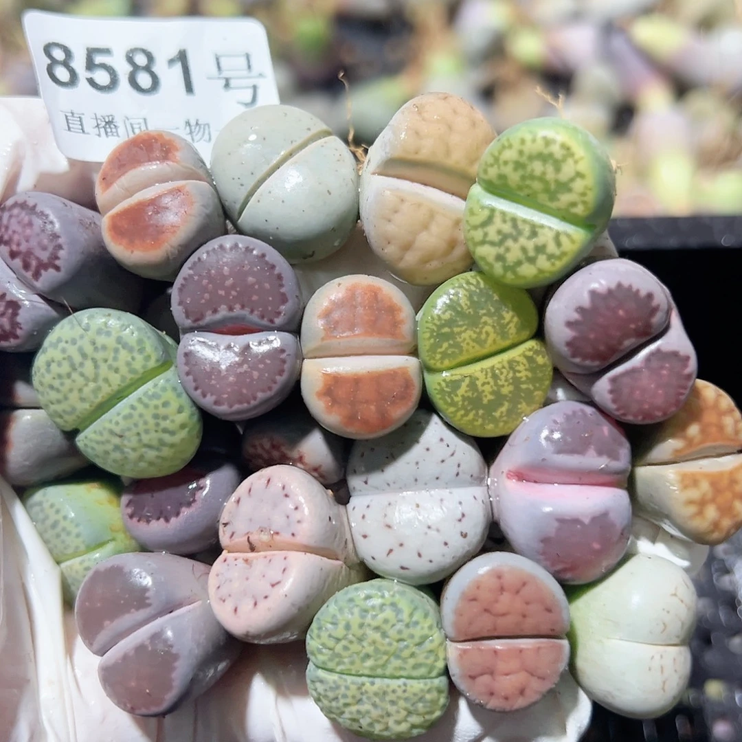 8581 好养易活生石花大母本22个下播福利