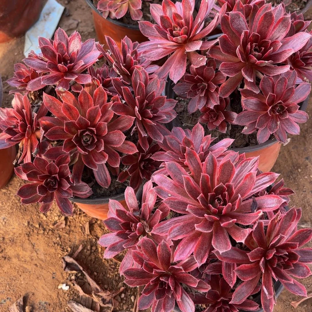 凤凰锦3颗9.9木质老桩