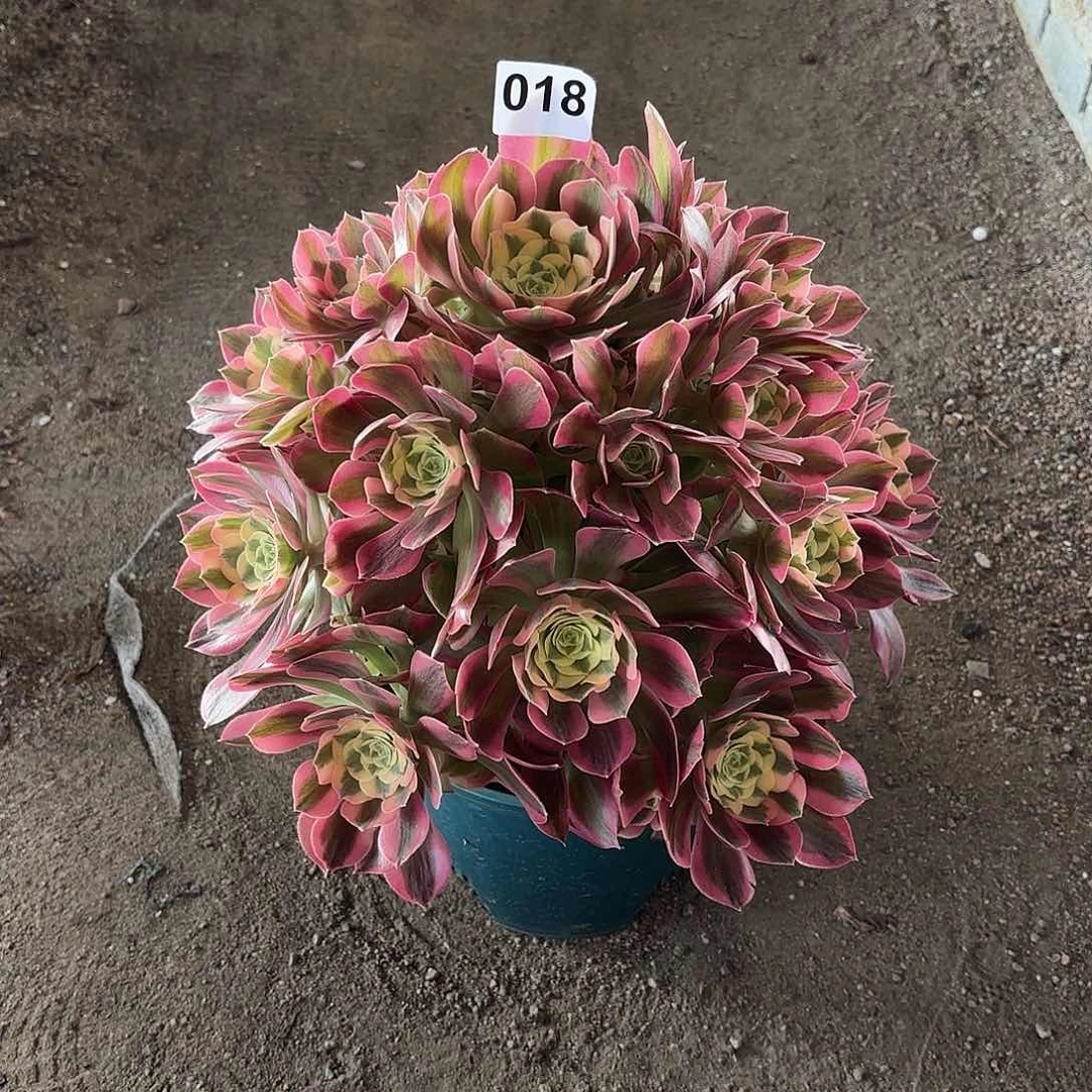 多肉法师粉女郎018