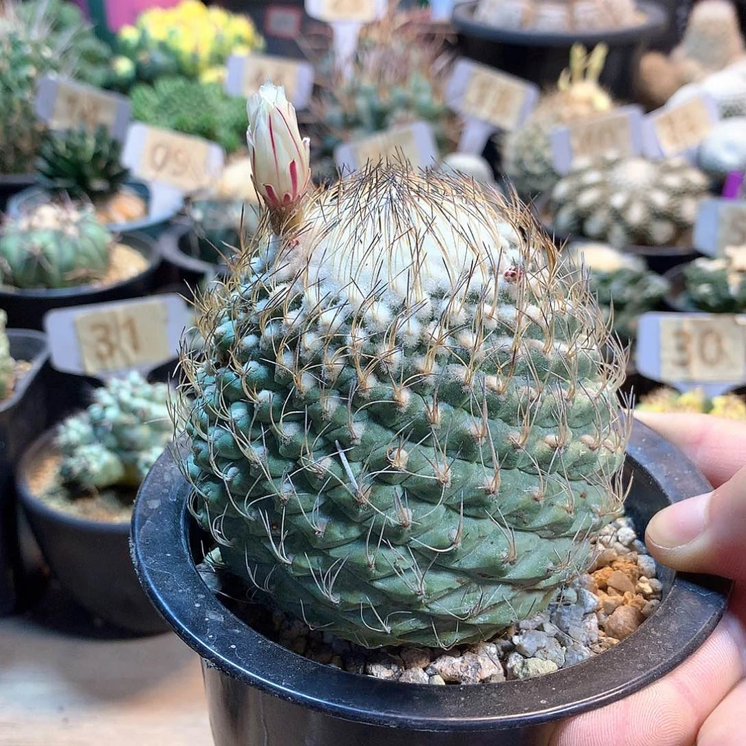 大菊水苗接没根