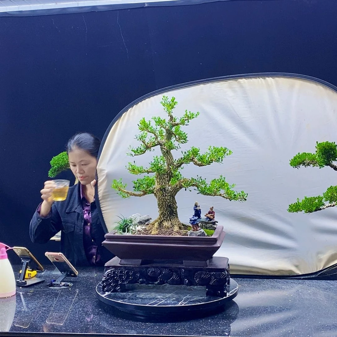 无花朵黄杨盆景造型