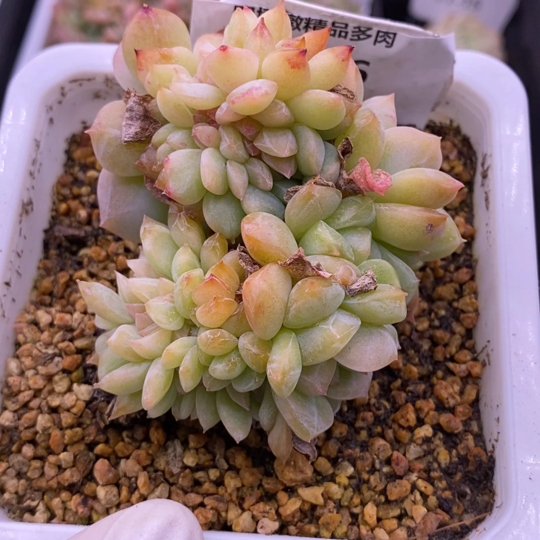 【闪购商品】11-16