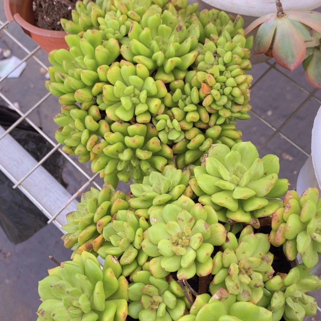 小灯笼多头群生两盆