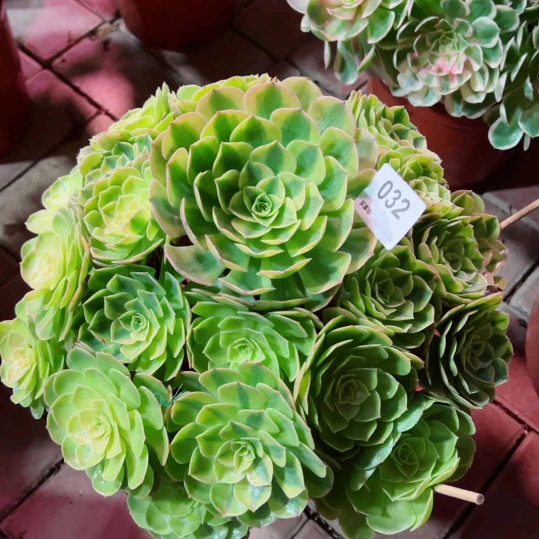 32雨荷轮回法师多肉植物