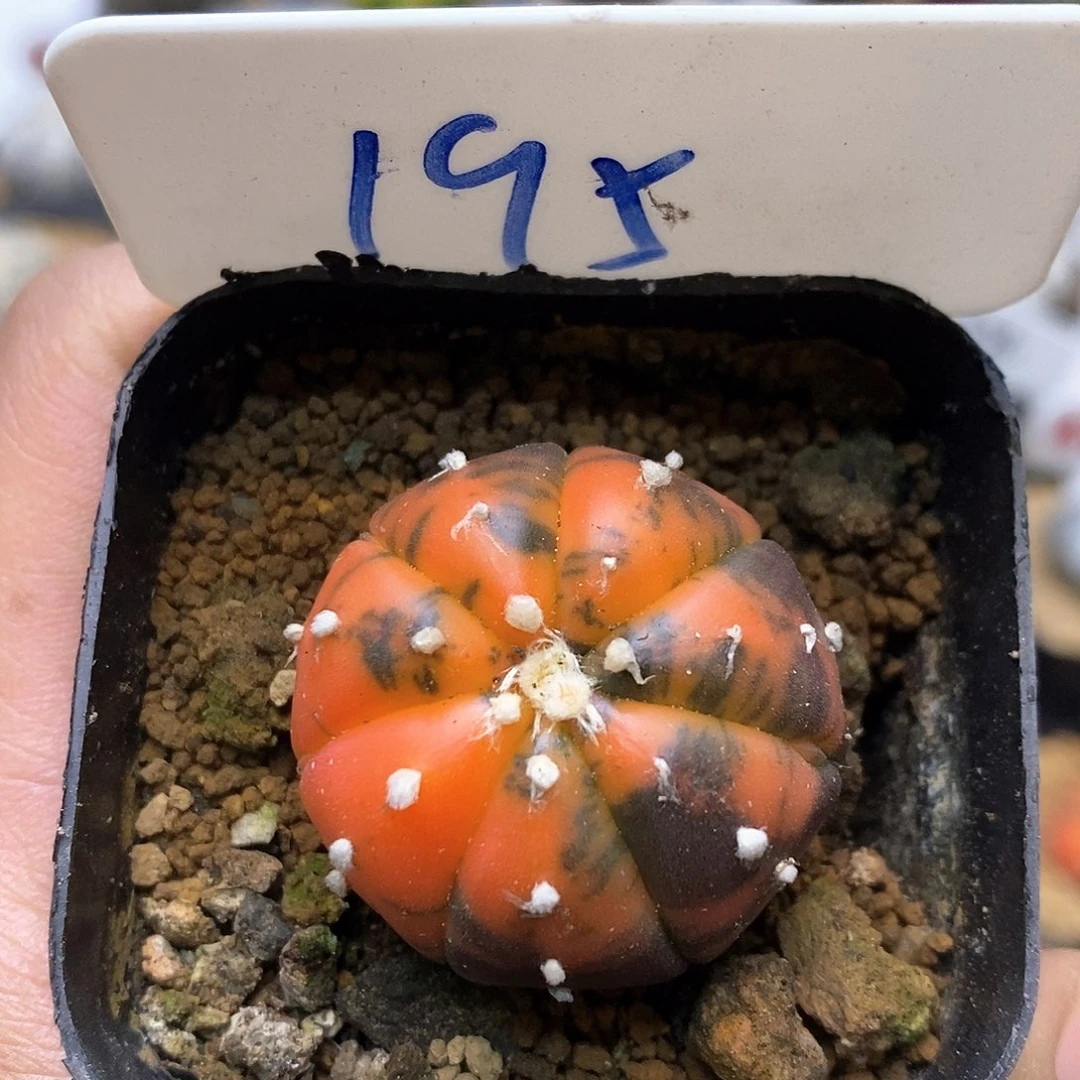 开播福利特价了福利