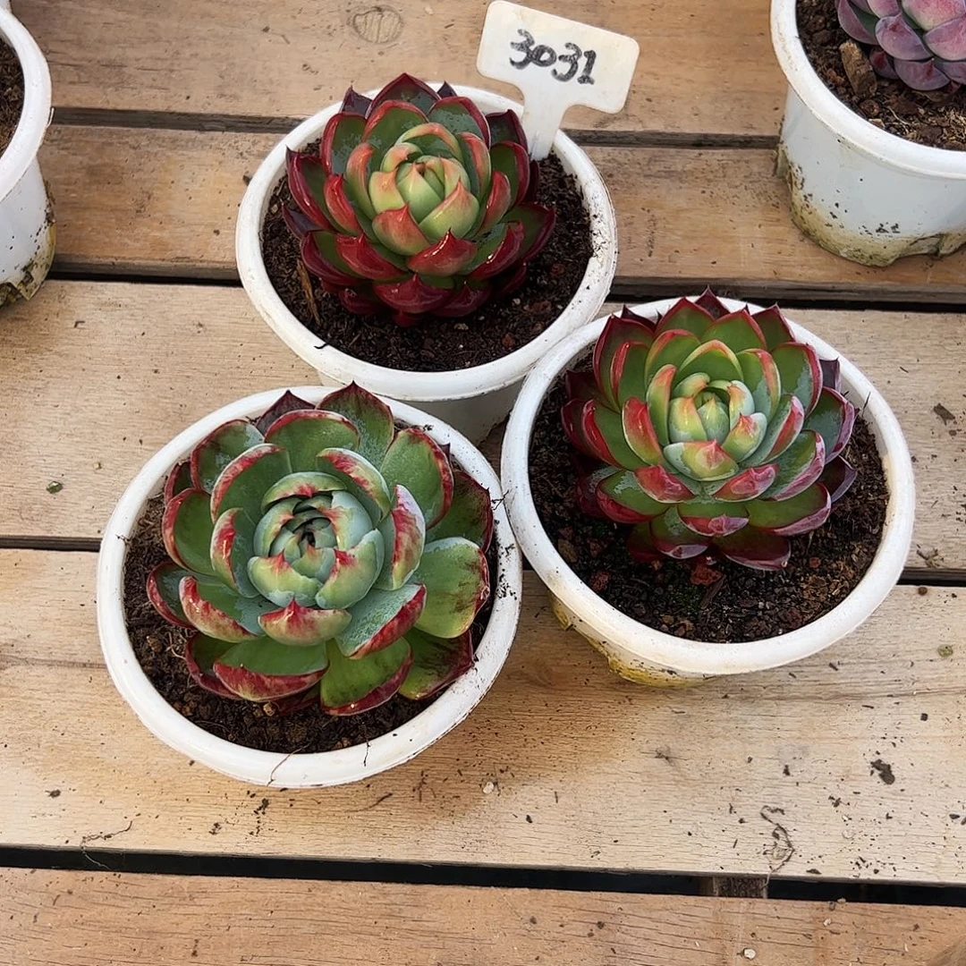 影***儿惊鸿仙子三颗3031号