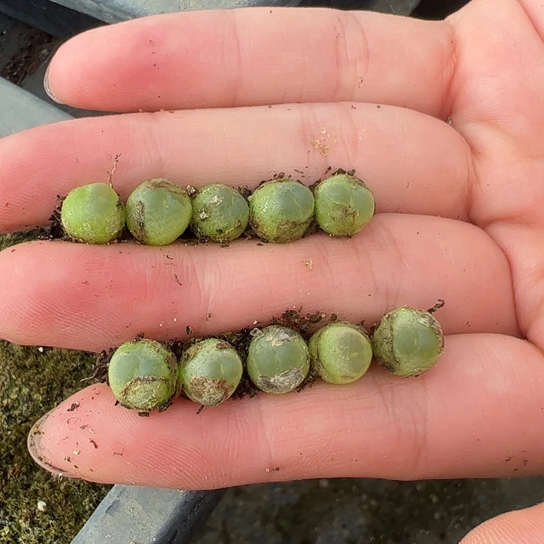 0000量拍日系红皮拉登10颗尺寸0.7上下