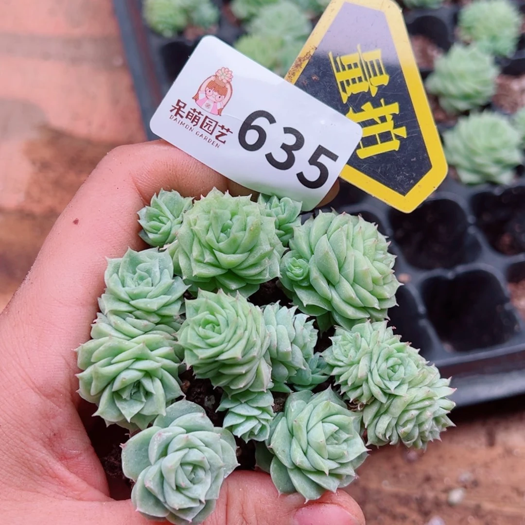 当前无花朵，栽培后可花朵