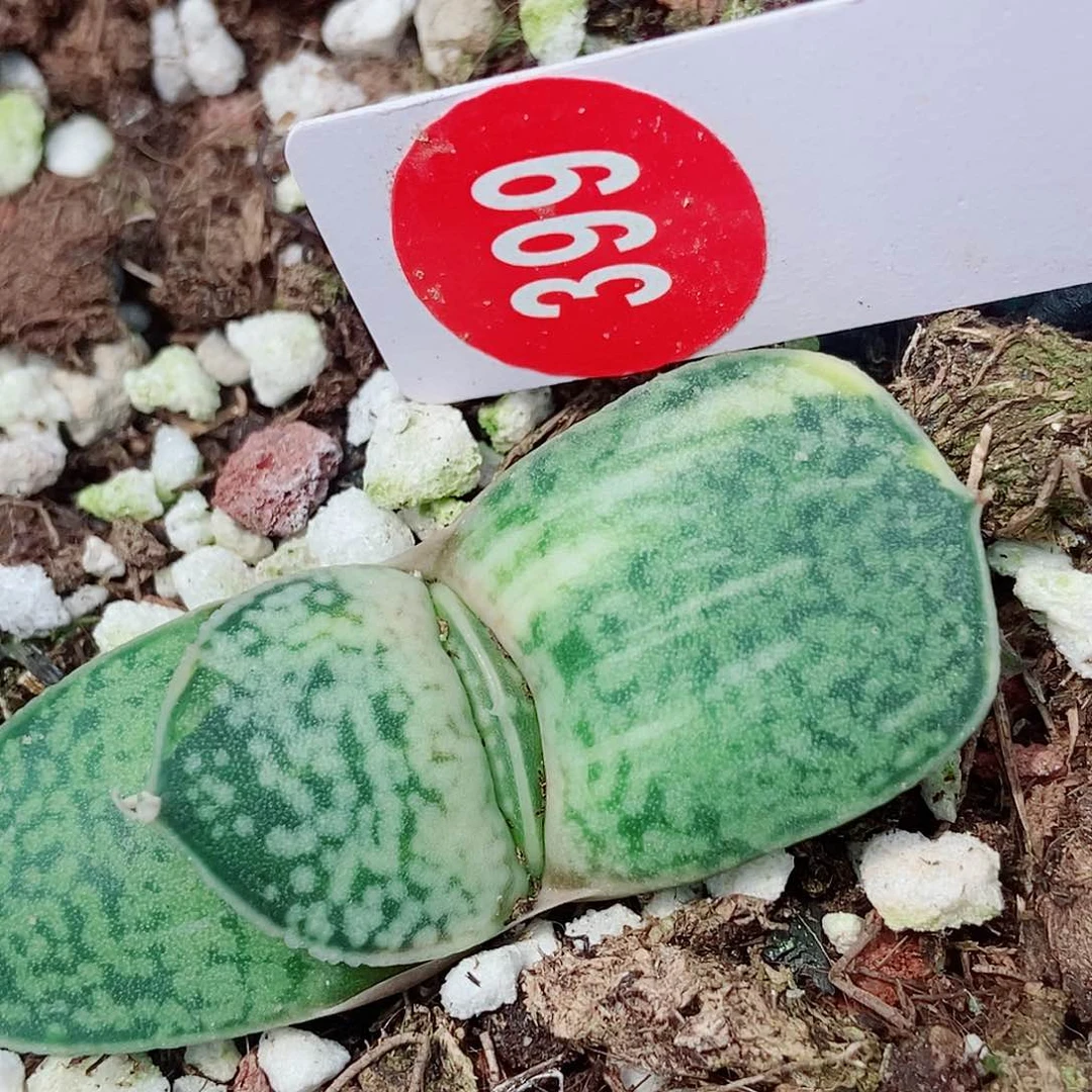 398卧牛实生锦苗带盆发货