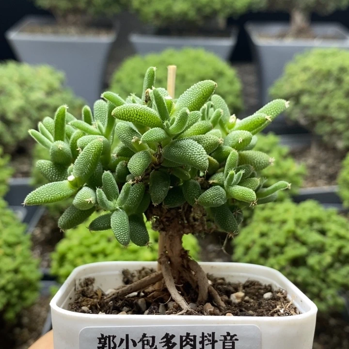 实生玉米7959枝干番杏