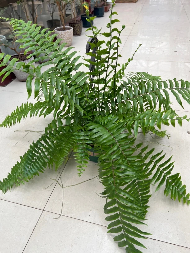 霸王蕨波士顿蕨类绿色叶绿植网红室内落地超大蕨网植物