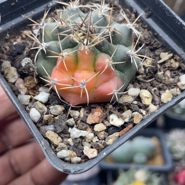 实生菲牡丹锦一颗包邮