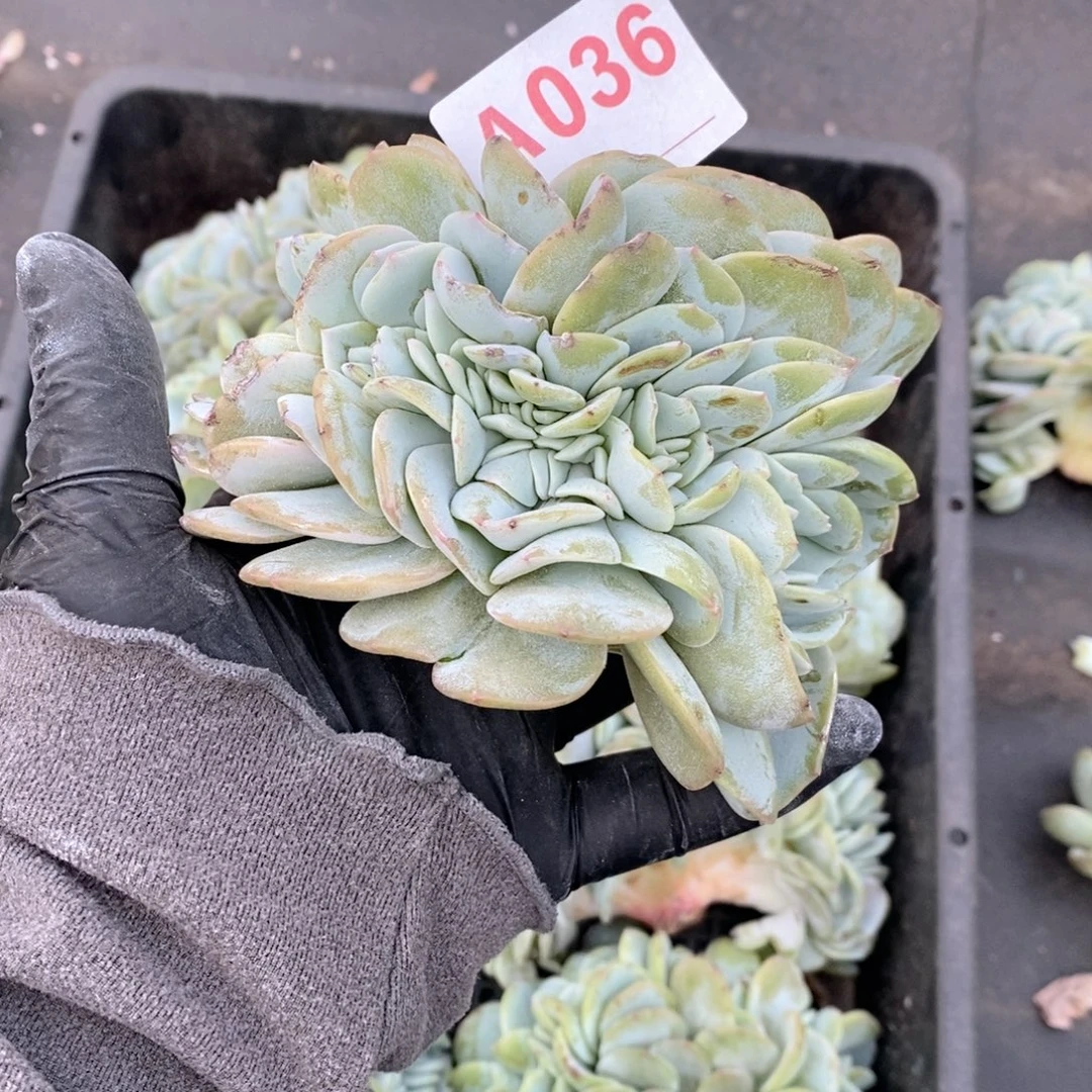 蓝***云36 奶茶缀哇哇哇哇