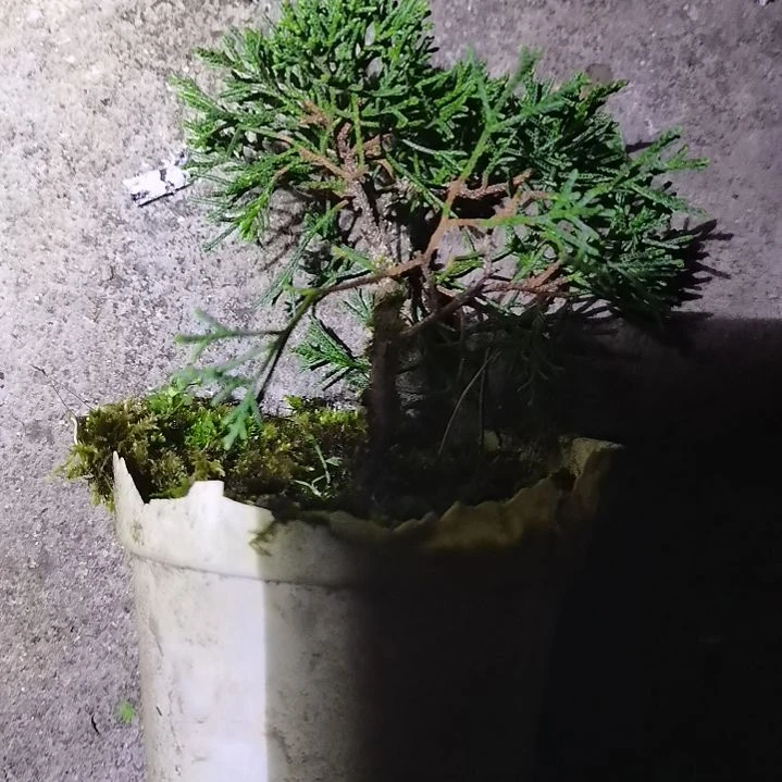 志***航无花朵贵州米叶黄杨