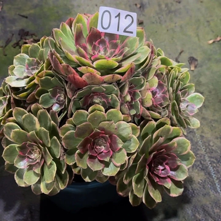 00000000012粉花妖多肉植物