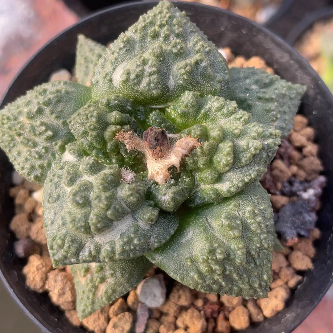 【闪购商品】实生大尤龟甲