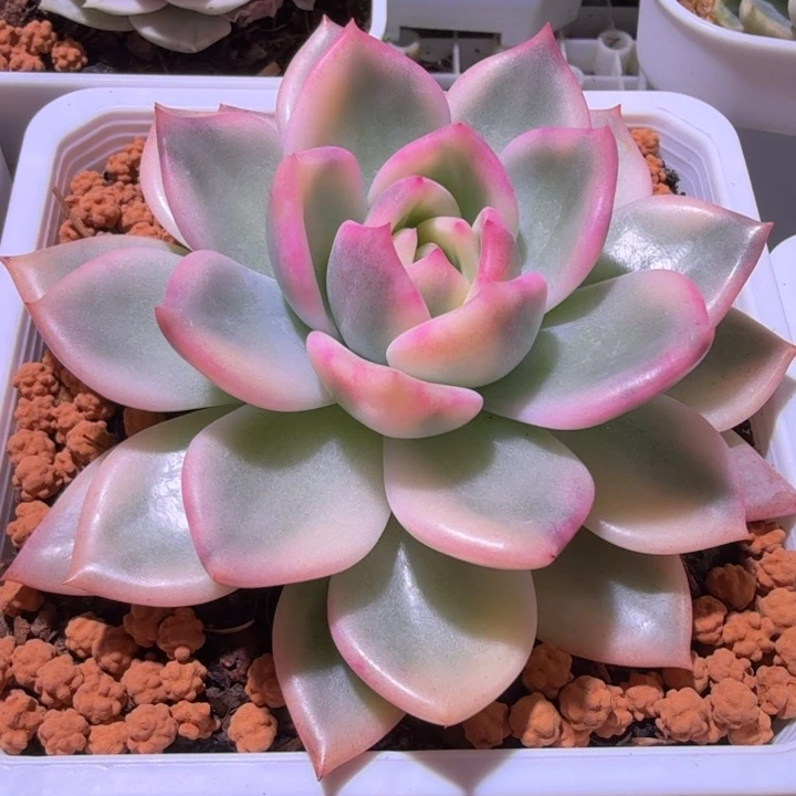 粉香槟锦多肉植物