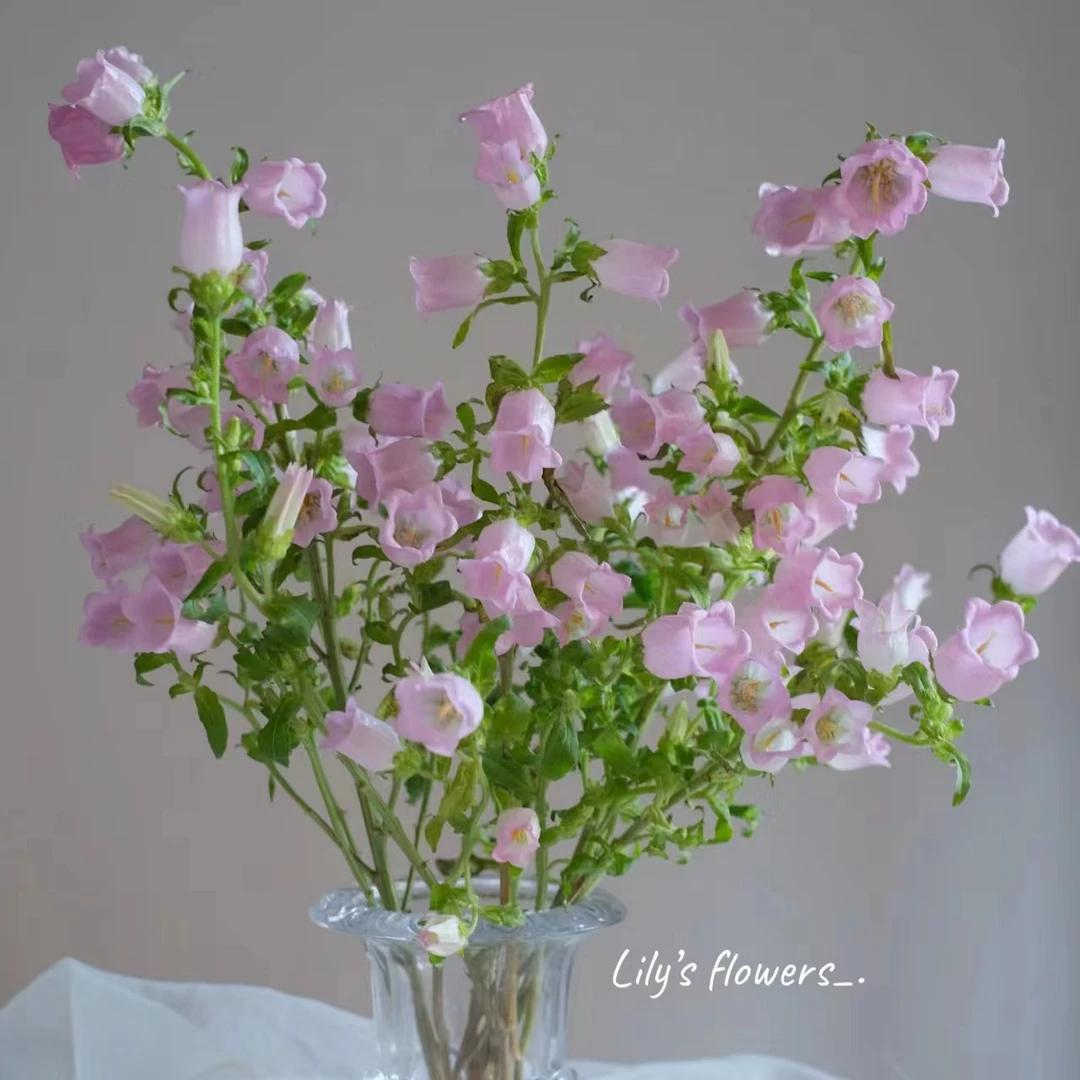 粉色风铃花 玫瑰鲜花 全场买两单及以上包邮 云南基地直发